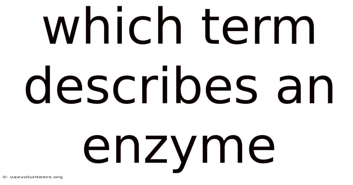 Which Term Describes An Enzyme