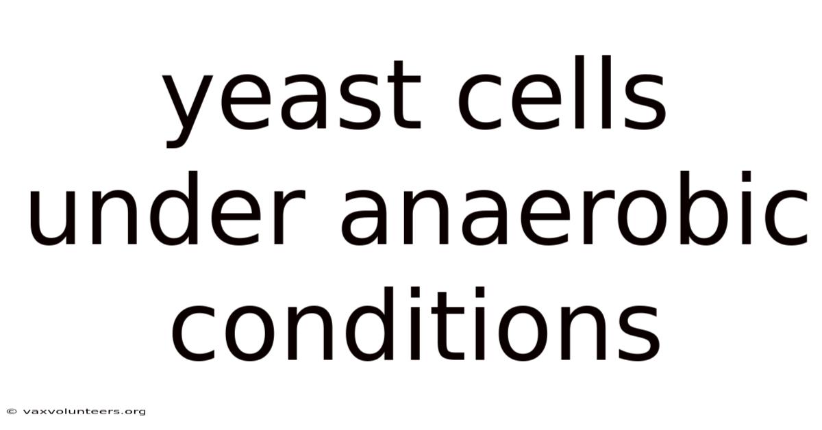 Yeast Cells Under Anaerobic Conditions