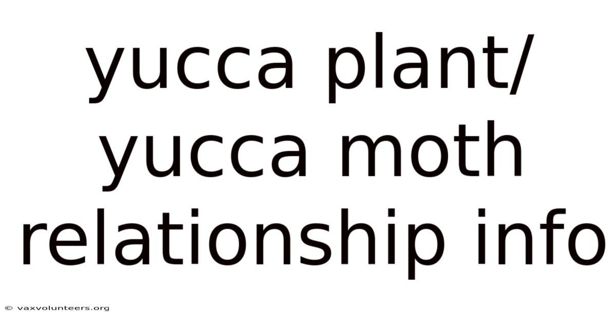 Yucca Plant/yucca Moth Relationship Info